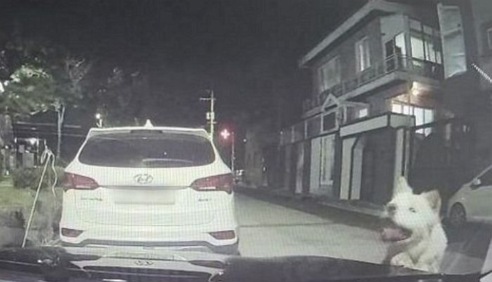 한밤중 습격한 커다란 개들 때문에 차량 파손됐는데...경찰 “개도 주인도 책임 묻기 어려워”