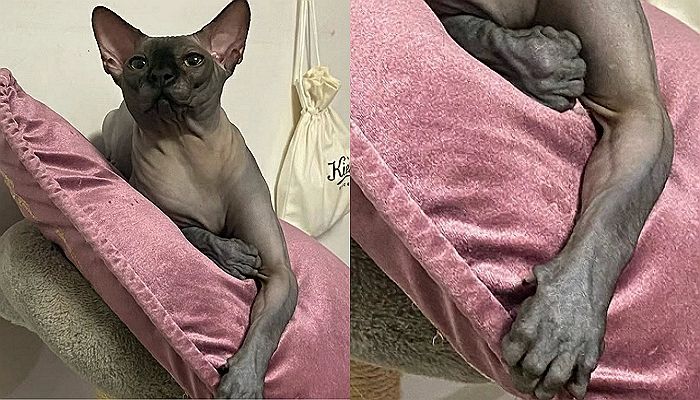 ‘벌크업’ 제대로 해 핏줄까지 솟은 탄탄한 ‘팔근육’ 자랑하는 스핑크스 고양이