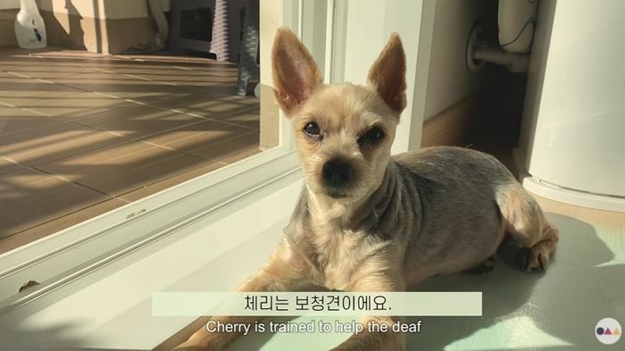 “청각장애인의 귀가 되어 주는 ‘보청견’ 쫓아내지 말아 주세요” (영상)