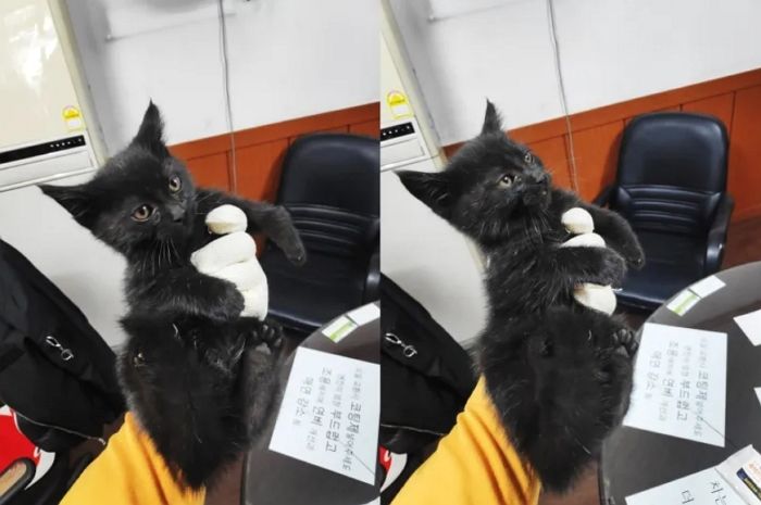 추운 날, 보닛 안으로 숨어든 ‘아깽이’ 구하려고 돈까지 들여 자동차 ‘분해’한 운전자