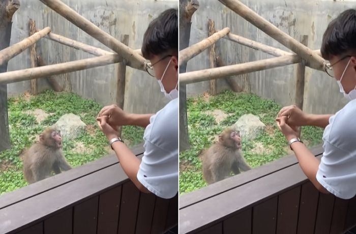 ‘리액션 부자’ 아기 원숭이가 감쪽같은 ‘마술’을 보고 보인 현실 반응 (영상)