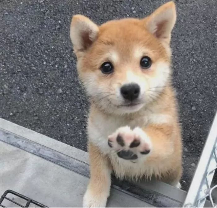 우리집 댕댕이 ‘수명’ 단축시키는 주인의 잘못된 습관 7가지