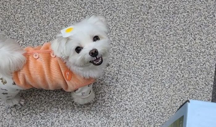 “아빠 일 안하고 쉬는 거야?”...엘베 갇히자 아빠랑 놀이하는 줄 알고 신난 택배견 경태