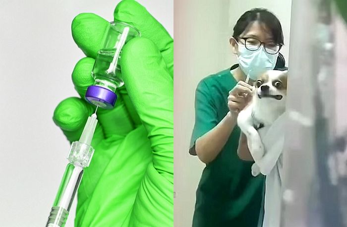 자기가 맞을 ‘주삿바늘’ 보고 기겁한 치와와의 웃픈 현실 표정 (영상)
