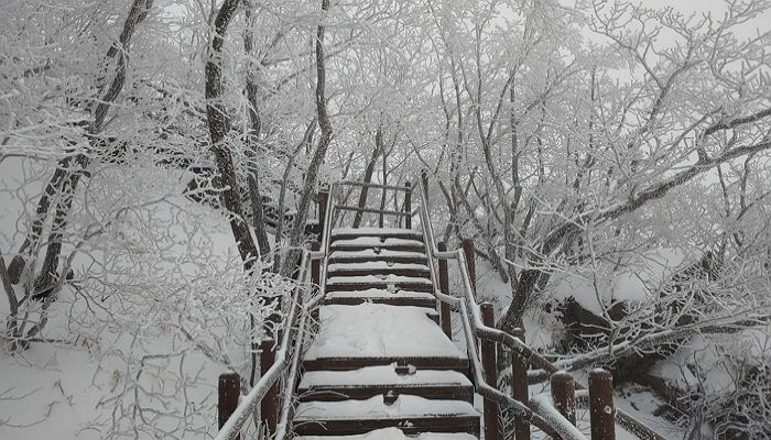 아직 11월인데도 ‘폭설’ 내려서 현실판 ‘겨울왕국’ 된 소백산 근황 (사진 7장)
