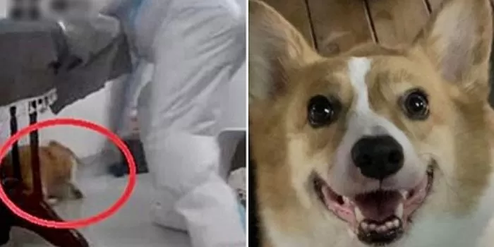 사이집 이미지