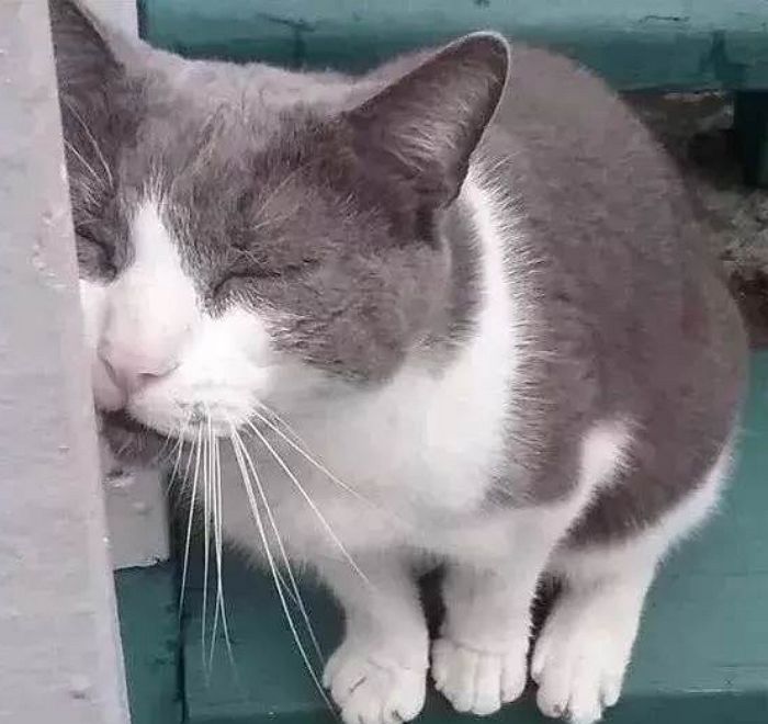 딸이 죽은 지 10주기 되던 날, 실종된 고양이가 돌아왔다