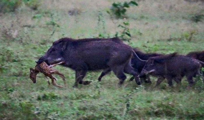 주인에게 버려진 뒤 괴수로 변해 사슴까지 한입에 잡아먹는 떠돌이 돼지