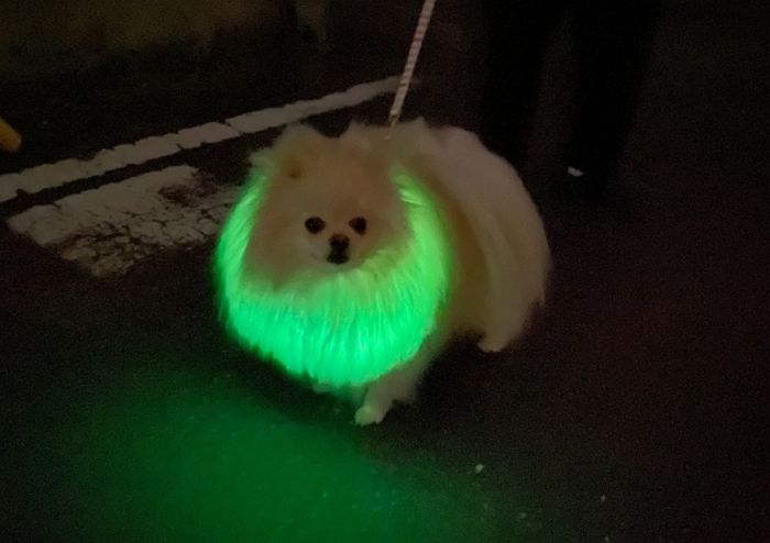 우리 집 댕댕이 밤 산책 나갈 때 하면 바로 이 구역 ‘인싸견’ 되는 ‘야광 목줄’