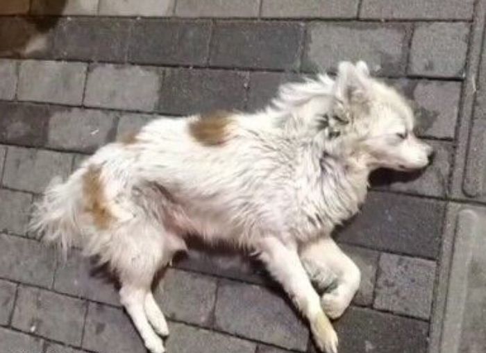 2년 전 죽은 주인 그리워 옛집 찾아와 울다 지쳐 잠든 강아지