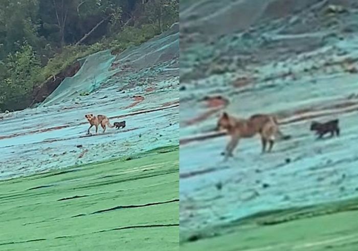 덫에 걸려 죽어가자 홀로 남을 새끼 걱정돼 사람들 찾아와 새끼 부탁하고 떠난 어미 유기견 (영상)