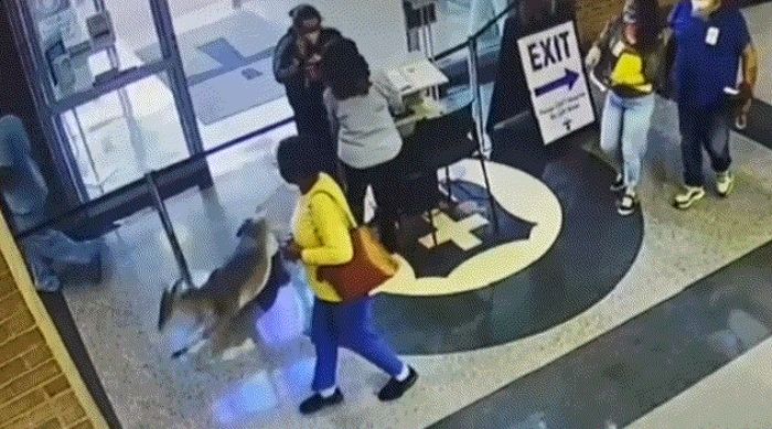 “제발 살려주세요”...교통사고 당하자 직접 병원 찾아와 치료 부탁한 사슴