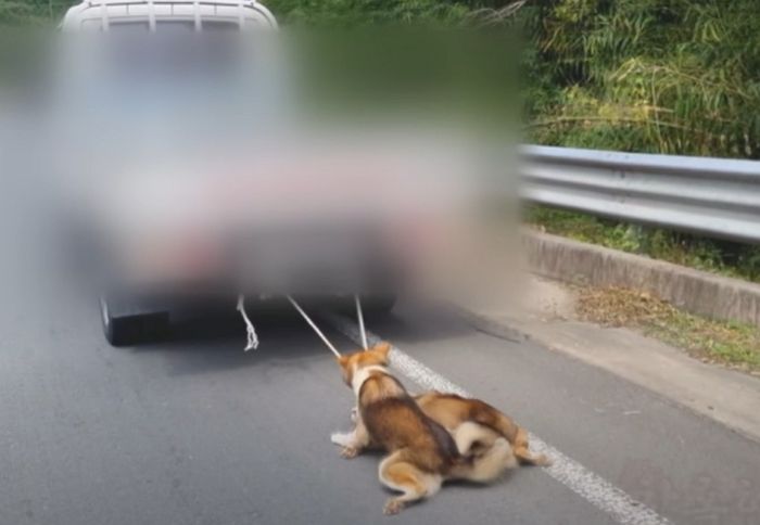 트럭에 묶여 질질 끌려가는 학대당했는데도 사람 보면 반가워 꼬리 흔드는 댕댕이 남매
