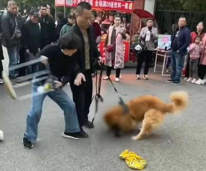 자기 반려견 공격당하자 의자로 내리치려는 아줌마 기다려보라며 막아선 골든레트리버 견주