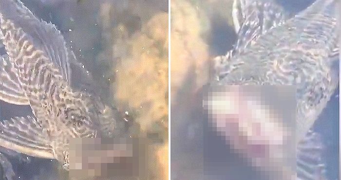“낚시터에서 머리 잘려 몸통만 남은 물고기가 헤엄치는 장면을 목격했습니다”