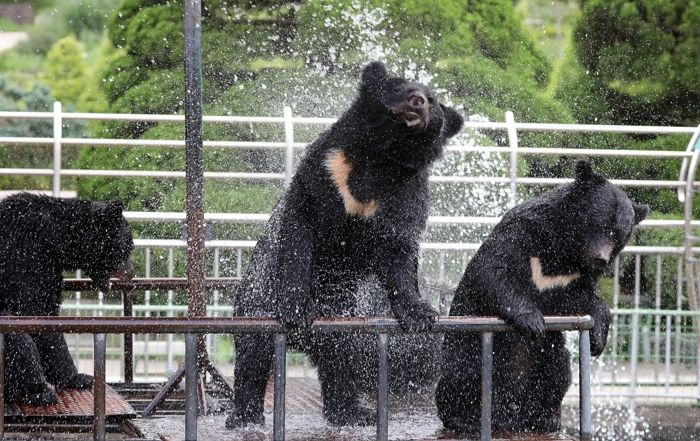 용인서 탈출한 아기 반달가슴곰들 중 마지막 1마리 아직도 안 잡혔다