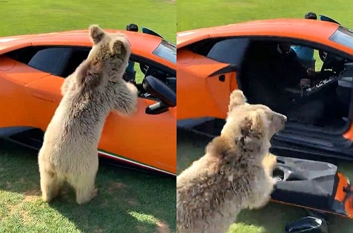 아빠 옆에 타려고 살짝 잡아당겼을 뿐인데 4억짜리 람보르기니 문짝 떼어버린 ‘반려 곰’ (영상)