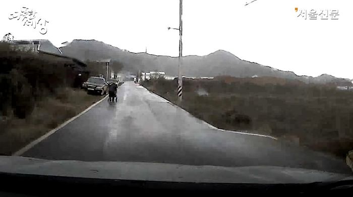 비 맞고 걸어가는 할머니 발견하자마자 차에서 내려 ‘우산’ 건네고 떠난 청년 (영상)