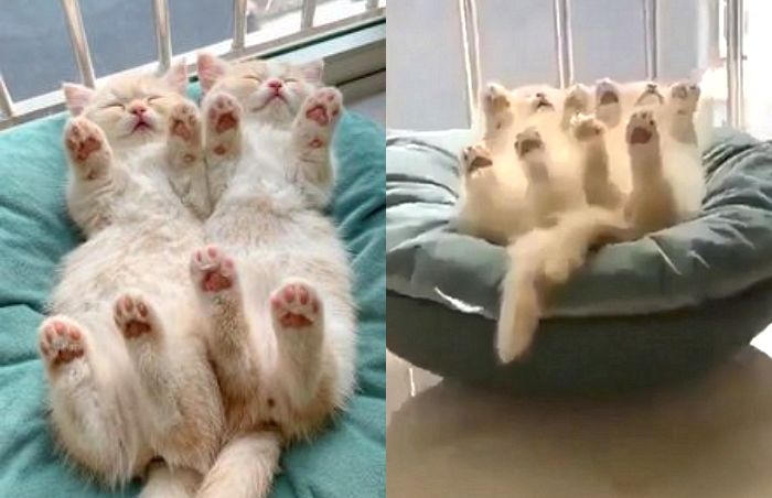 햇살 아래 발라당 누워 ‘핑크 젤리’ 뽐내며 낮잠 자는 쌍둥이 아기 냥이
