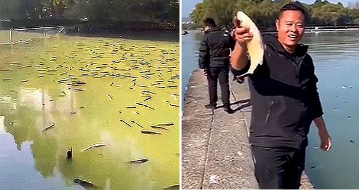 저수지로 유출된 막걸리에 취해 물에 둥둥 떠다니는 물고기들 (영상)