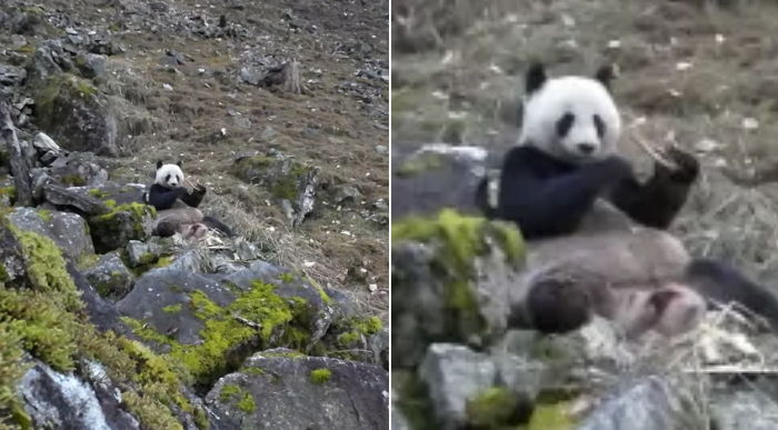 ‘대나무’만 먹어 초식동물인 줄 알았던 판다, 고기 먹다가 딱 걸렸다