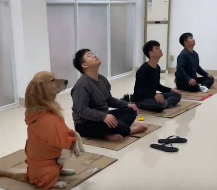주인 따라 요가 수련원 가서 눈 지그시 감고 자세 따라 하는 리트리버 강아지 (영상)