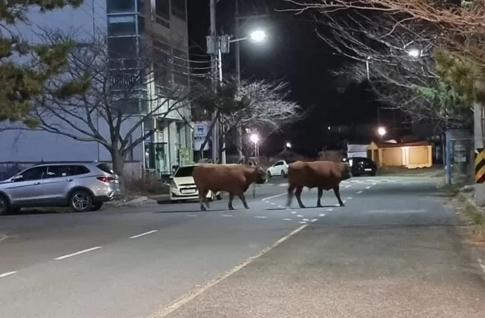 인사이트