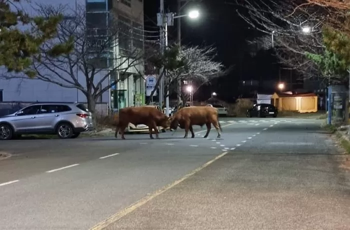 인사이트