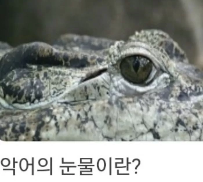 인사이트