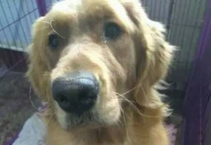 임신한 채 버려진 유기견 입양해 새끼 13마리 낳게 해주고 2천만원 얻게 된 주인