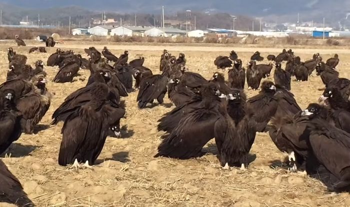 철원서 근무하는 군인들이 비둘기떼보다 많이 보게 되는 ‘독수리떼’ (영상)