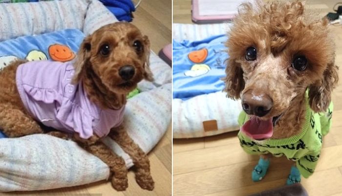 푸들 19마리 입양해 잔혹 살해한 ‘푸들 살인마’, 결국 공기업서 ‘보직해임’ 당해