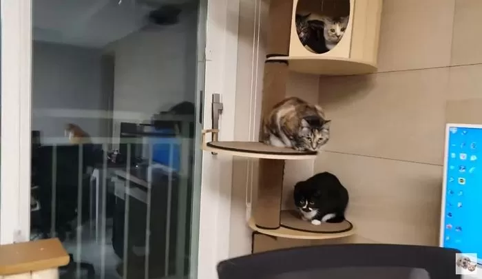 인사이트