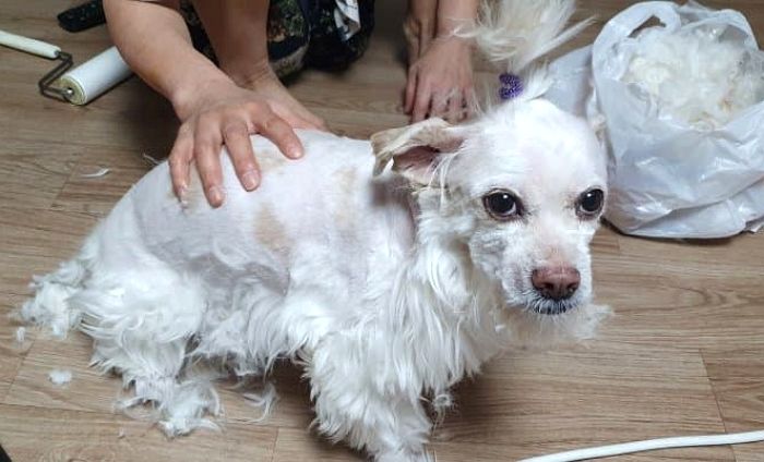반려견 털 민 사진 디시에 올렸다가 ‘동물학대’라 욕먹고 있는 강아지 주인