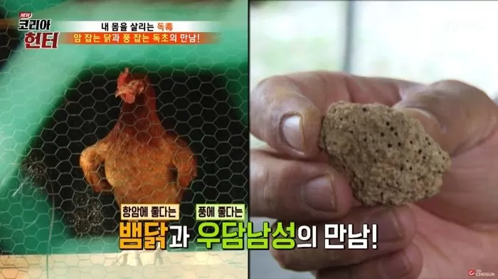 인사이트