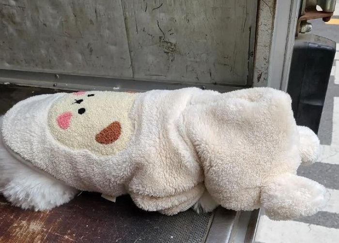 추우니까 집에 있으래도 아빠 쫓아와 뽀글이 점퍼 입고 발 호호 불며 기다리는 ‘택배견’ 경태