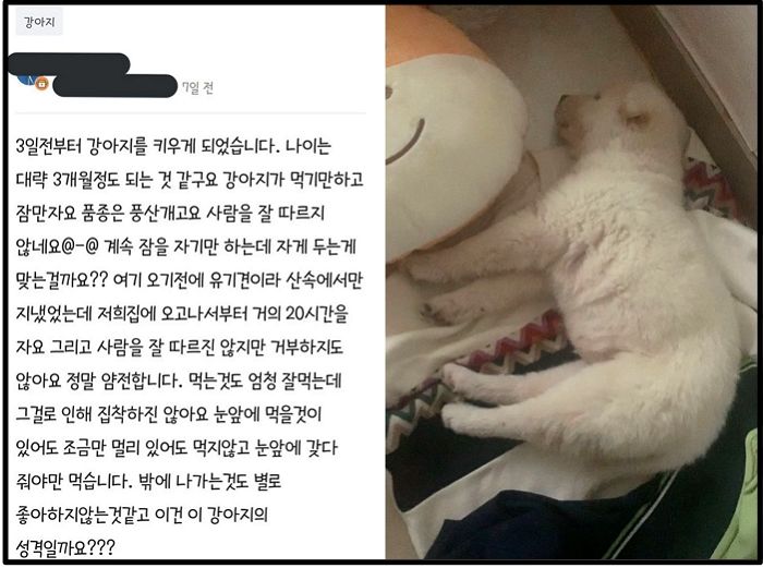 댕댕이 얼굴 보고 싶어 ‘개관상’ 봐주겠다며 사진 요구한 중고거래 사기꾼