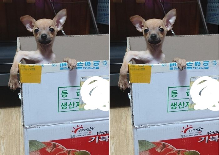 추운 겨울날 길 잃고 헤매서 구해준 강아지의 여유만만한 ‘견생 2회차’ 표정