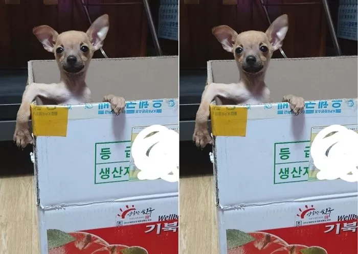 인사이트
