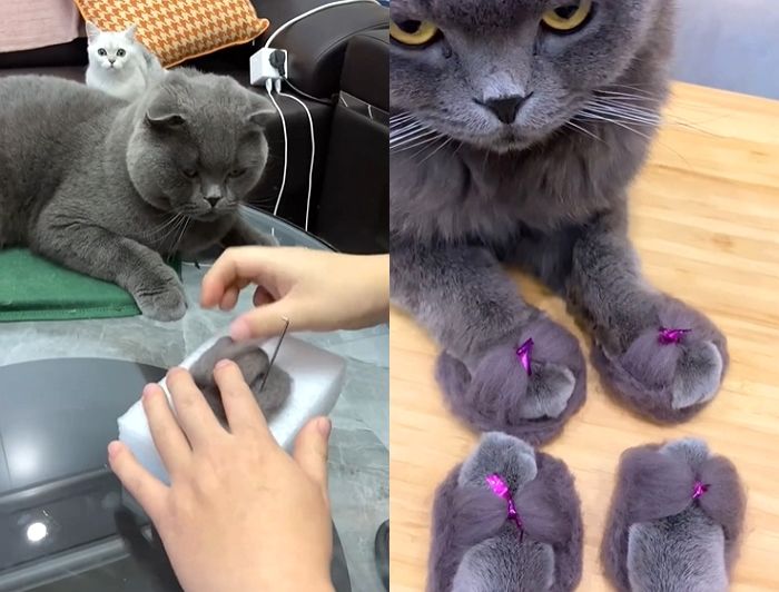 반려묘 발 시려울까봐 빠진 털 모아 ‘털신’ 만들어준 집사 (영상)