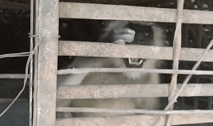 새끼 물어 죽인 동네 개 250마리 죽이며 ‘피의 복수’한 원숭이, 결국 체포돼 철창신세