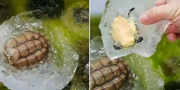한파에 어항 얼어 통째로 강제 냉동된 반려 거북 ‘해동’해 살린 주인
