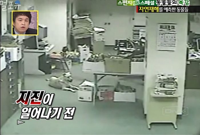 ‘지진 발생’ 1분 전 동물들이 하는 놀라운 행동들 (영상)