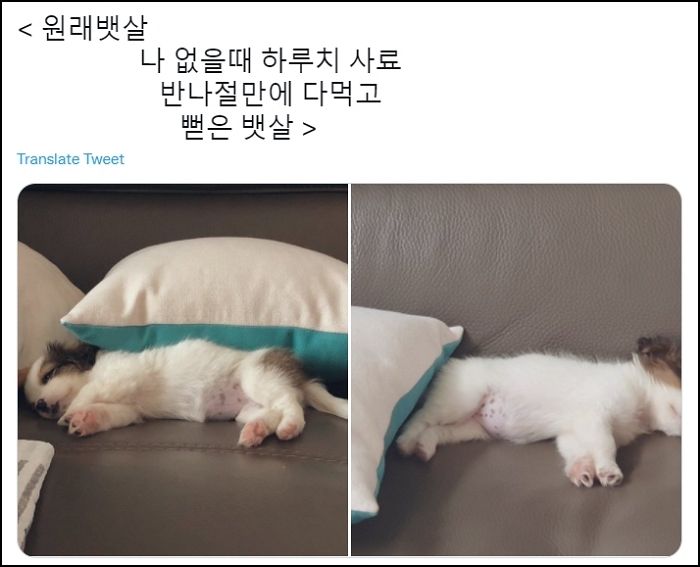 주인 몰래 하루치 밥 한 번에 털어먹고 뻗은 댕댕이의 치명甲 뱃살 상태