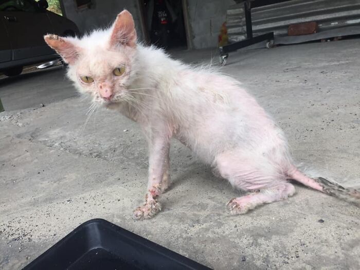 죽기 직전 가정집 앞에서 울부짖던 유기묘가 구조된 뒤 보인 놀라운 변화