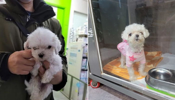 발작 일으킨다는 이유로 추운 날 길거리에 버려진 강아지 (영상)