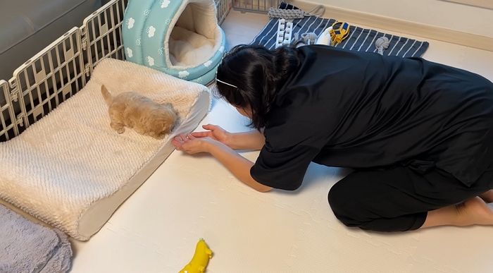 입양 결사 반대하던 엄마가 애교만랩 ‘아기 말티푸’를 보자 보인 반응 (영상)