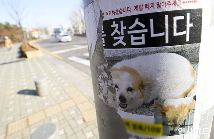 실종 반려견 찾아준다며 견주 30명 속여 4000만원 뜯어간 가짜 ‘강아지 탐정’
