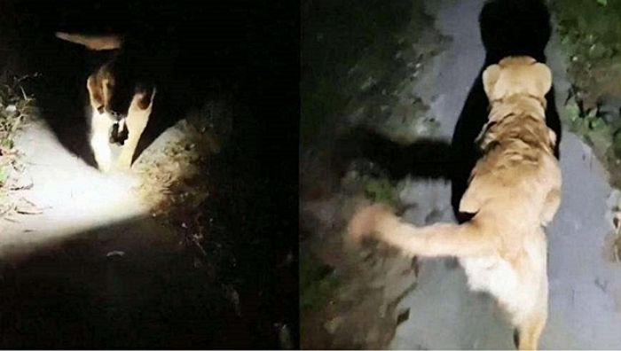 밤늦게 퇴근하는 주인 무서울까 봐 ‘손전등’ 물고 마중 나온 ‘천사’ 리트리버