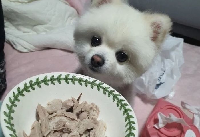 참치회 시키면 댕댕이·고양이 간식용 참치까지 서비스로 보내주는 사장님